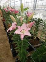 [5666 VZ W09 0230-01 No01.JPG]